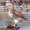 Video: Hawk Nonchalantly Devours Giant Rat In Queens